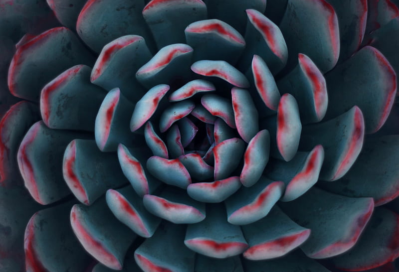 teal and red succulent plant, HD wallpaper