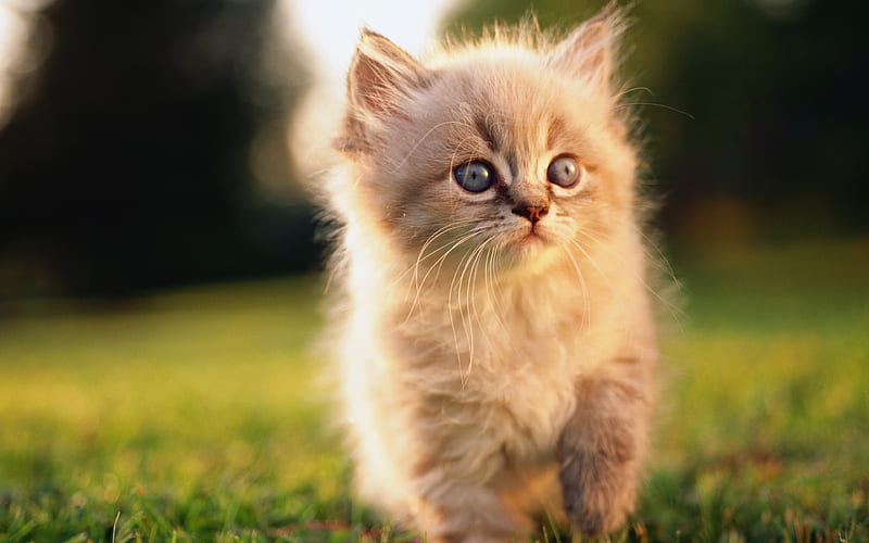 Persian Cat, kitten, fluffy cat, cats, lawn, domestic cats, pets, Persian, HD wallpaper