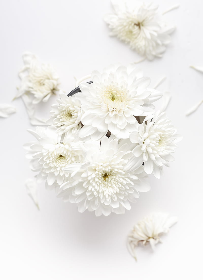 white petaled flower on white background, HD phone wallpaper