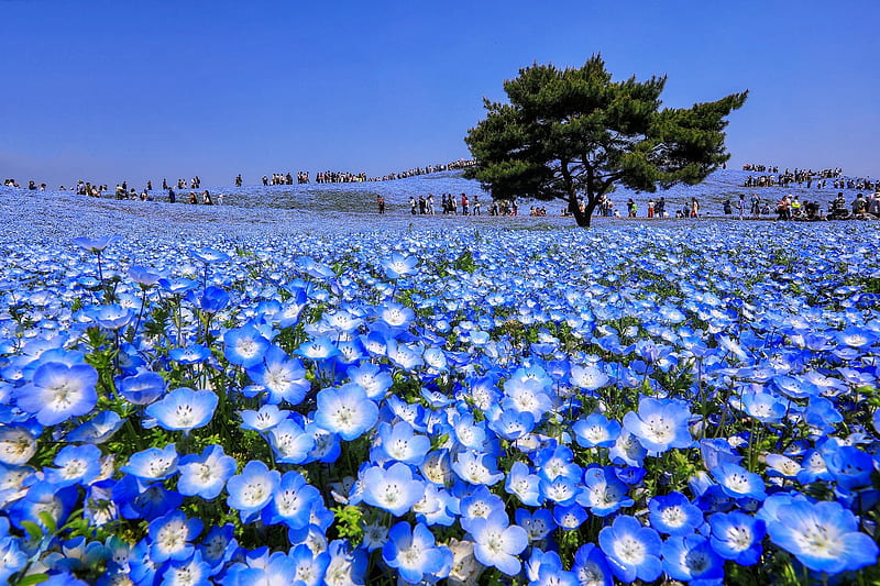 Blue field, field, blue, tree, flower, spring, peisaj, white, HD wallpaper