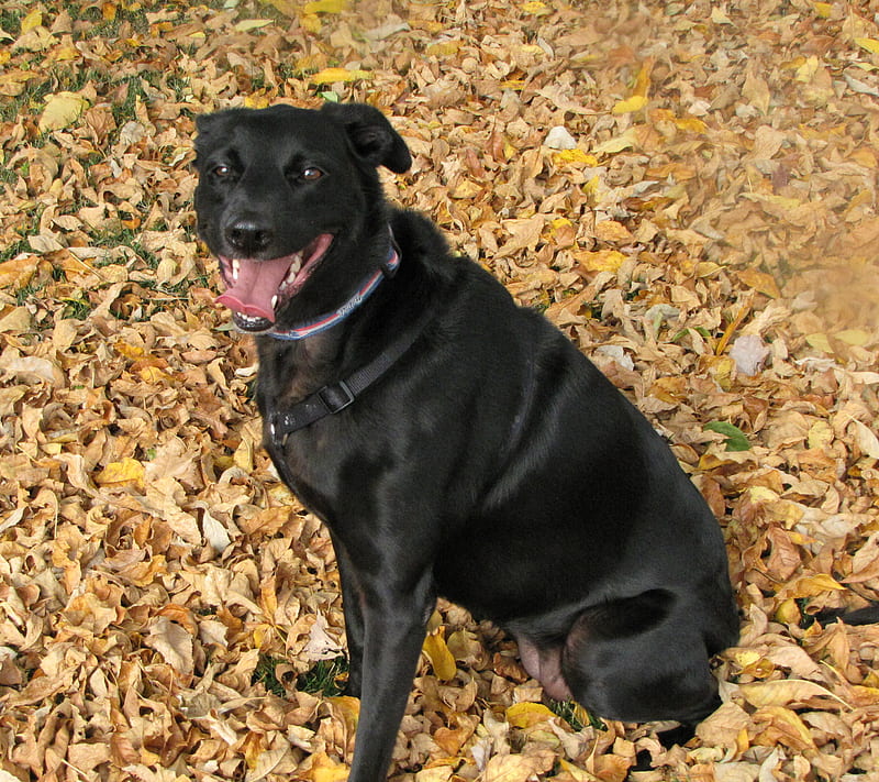 Dog Black Lab, black lab, fall, fall leaves, leaves, nature, HD wallpaper