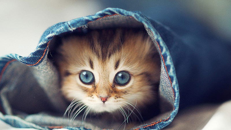 Grey Eyes Cat Kitten Inside Jeans Cute Cat, HD wallpaper