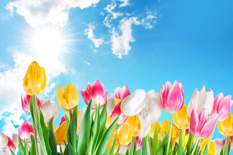 Spring Tulips, Easter, sun, flowers, tulips, clouds, sky, HD wallpaper ...