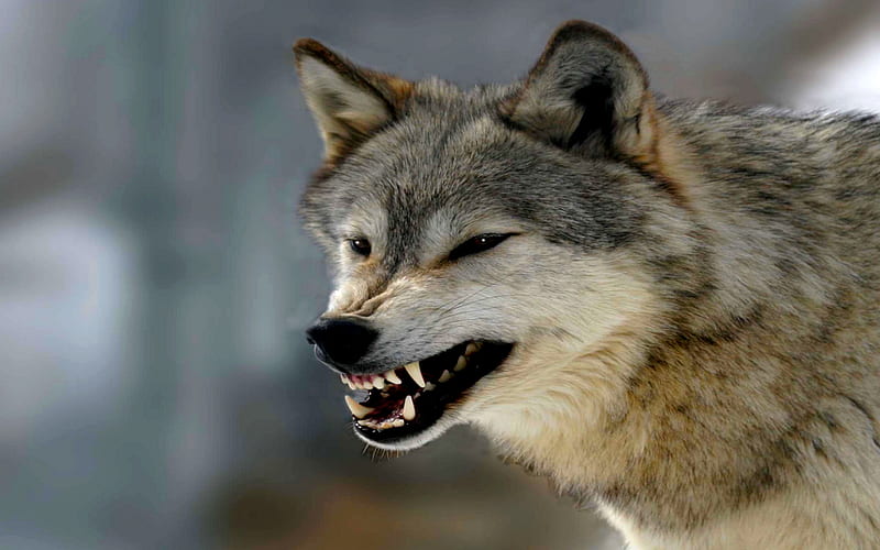 ANGRY WOLF, wolf, anger, snarl, canine, angry, HD wallpaper