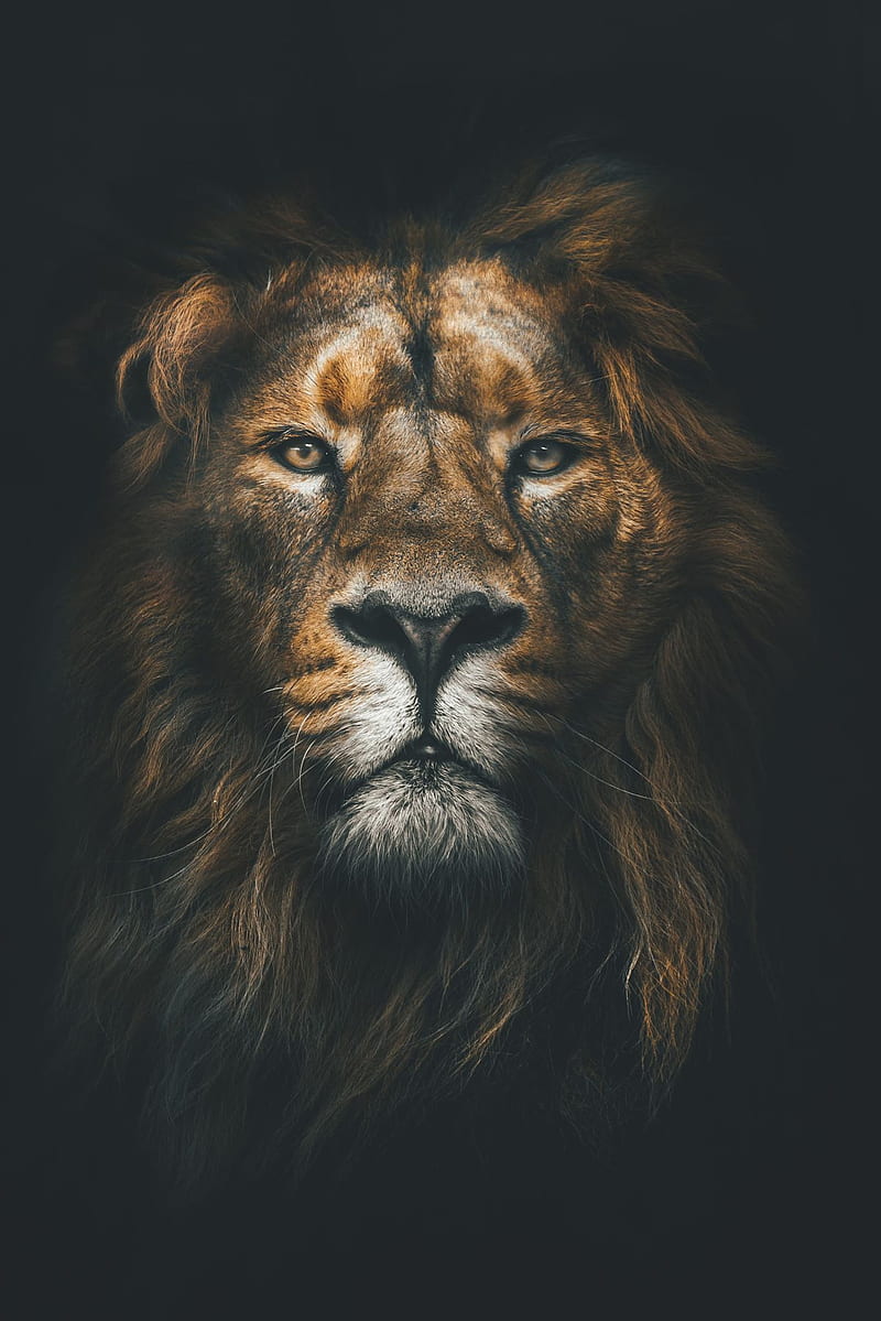 The lion king, lions, lion, king, land, istanbul, animals, dark, HD phone  wallpaper | Peakpx