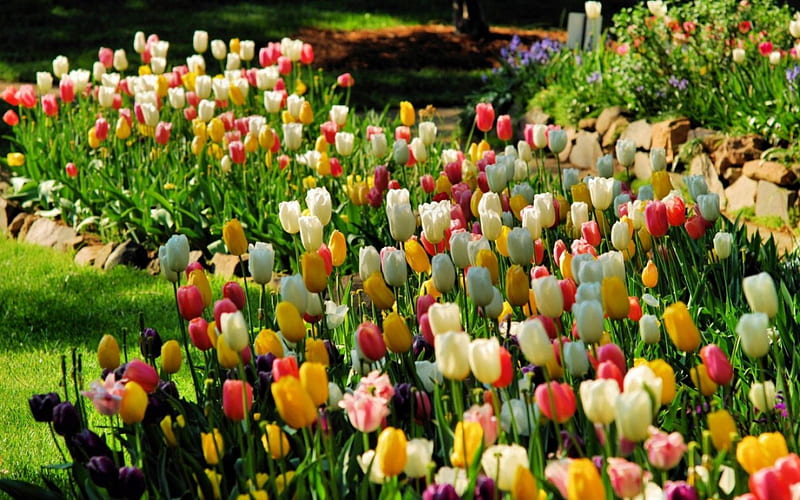 Lalele - Tulips, si deosebite, frumoase, multicolore, lalele, HD wallpaper Lalele - Tulips, si deosebite, frumoase, multicolore, lalele, HD wallpaper