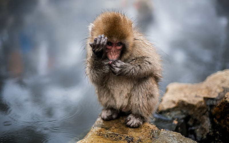 small monkey, cute animals, wildlife, Jigokudani Monkey Park, Yamanouchi, japan, Nagano, HD wallpaper