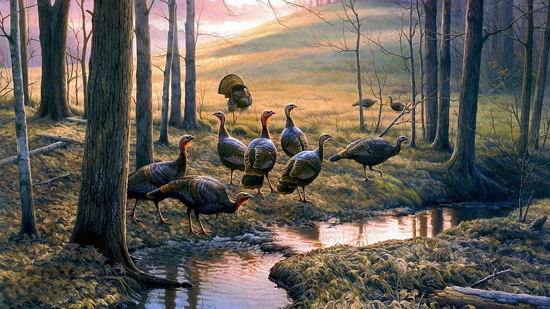 Turkeys by a Stream, Wild Turkeys, Turkeys, Turkey Hens, Birds, HD wallpaper