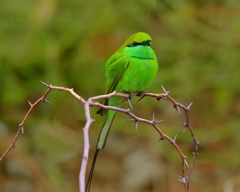 Bird, branch, green, animal, HD wallpaper