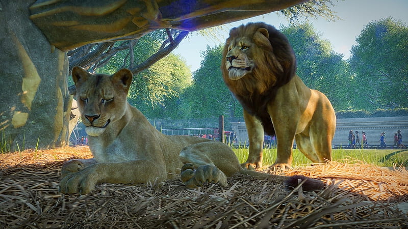 Lion Wallpaper 4K Wildlife Carnivore Predator 4839