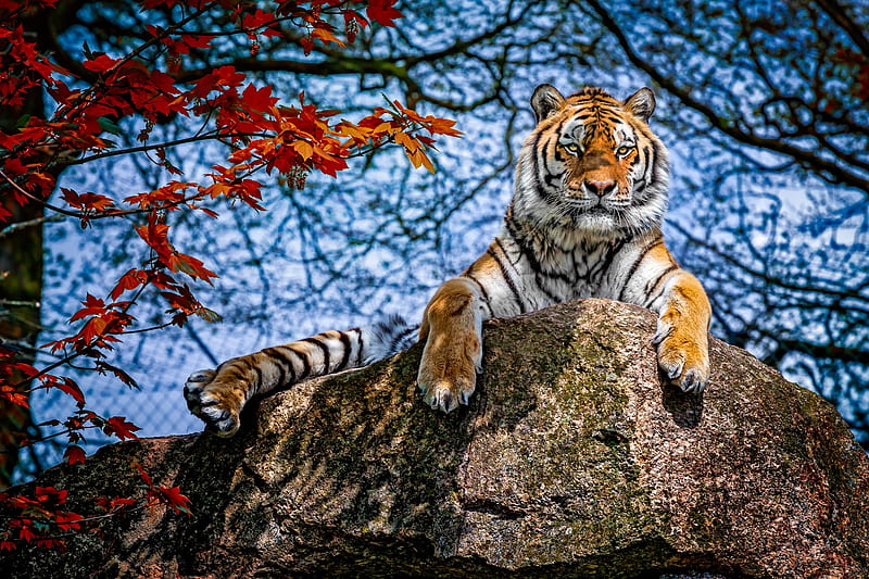 Tiger, red, autumn, toamna, paw, tigru, animal, blue, leaf, HD wallpaper