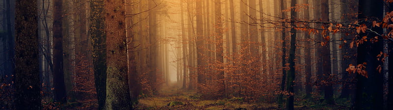 Forest , Autumn, Fall Foliage, Mist, Foggy, Dark, , Nature, 3840X1080 Autumn, HD wallpaper