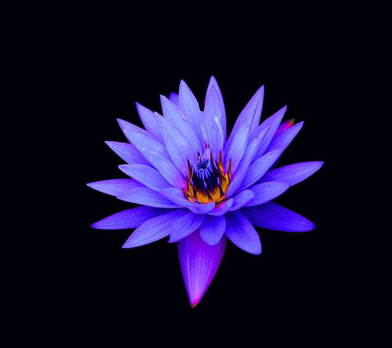 Blue n Purple Lotus, abstract, blue, flower, lotus, purple, xperia, z1, HD  wallpaper | Peakpx