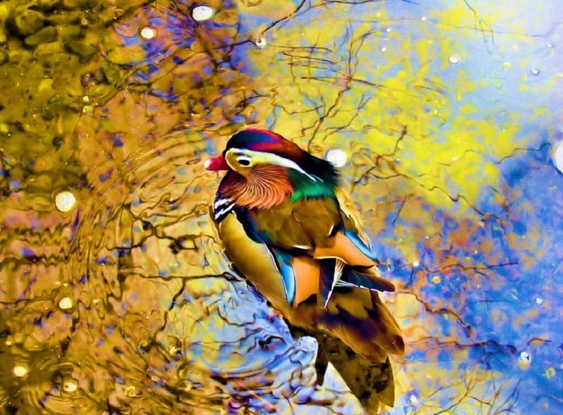 Beautiful bird, colorful, birds, nature, animals, HD wallpaper | Peakpx