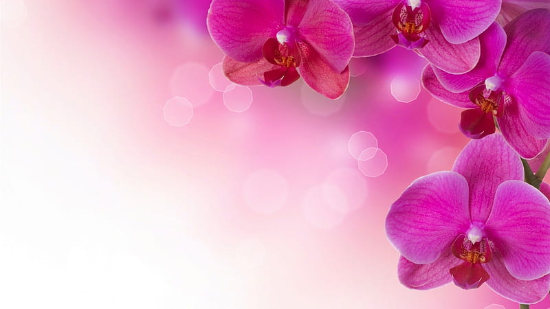 Orchids, flower, nature, pink, orchid, HD wallpaper