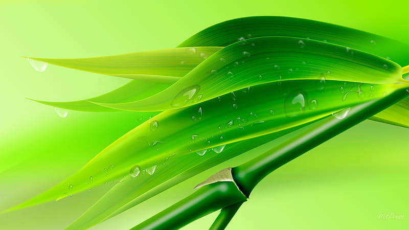 Bamboo Drops, leaves, water, green, firefox persona, drops, rain, abstract, bamboo, HD wallpaper