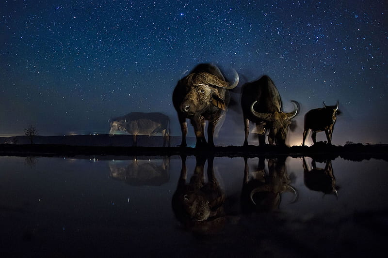 Winners of the 2017 World Press Contest Nature, Third Prize, Stories, Starry sky, Buffaloes, Portraits, Drinking, HD wallpaper