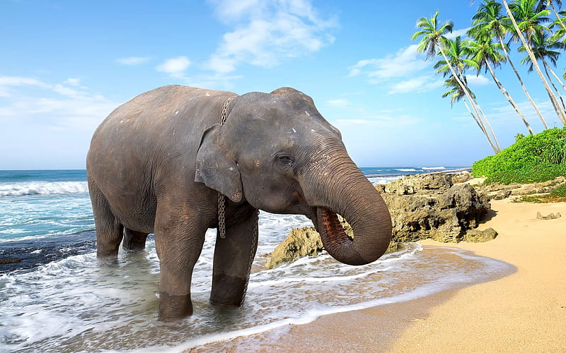 elephant, beach, palm trees, ocean, Thailand, HD wallpaper