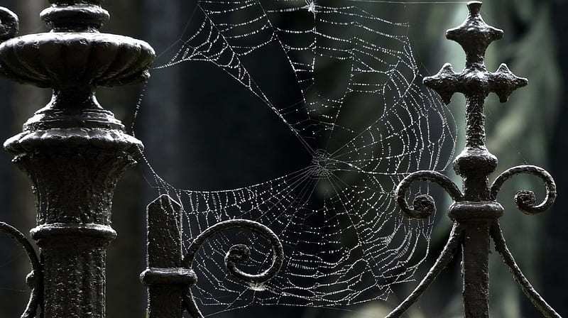 Spider web, fence, drop, raindrops, drops, spider, web, dark, nature, rain, HD wallpaper