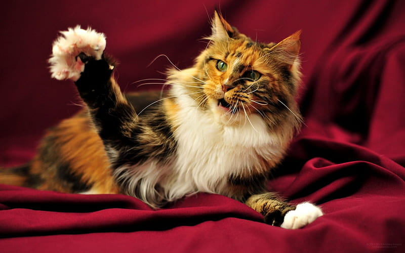 Maine Coon Cat, Coon, Calico, Maine, Cat, HD wallpaper