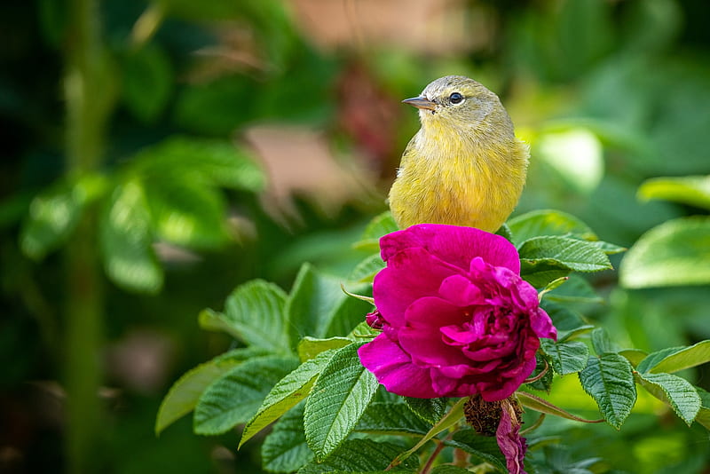 Pajarito, pájaro, brezo, naturaleza, flor, Fondo de pantalla HD | Peakpx