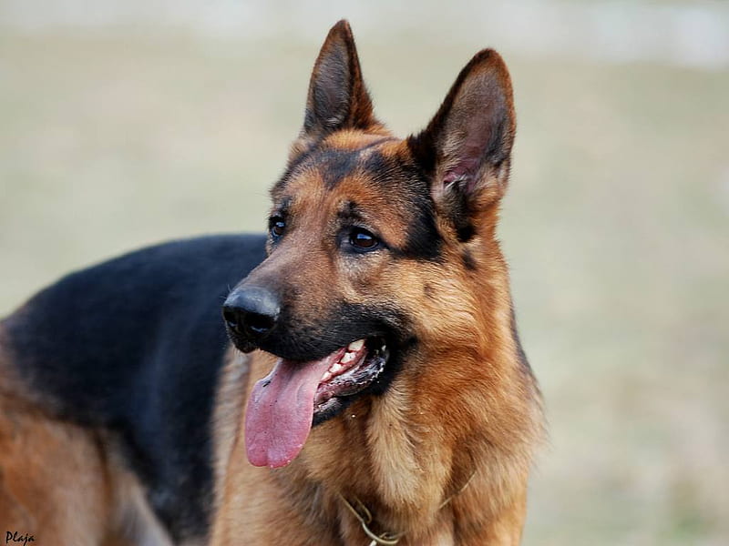 The Great Guard Dog!!!! :), guard dogs, awsome dogs, german shepards, dogs, HD wallpaper