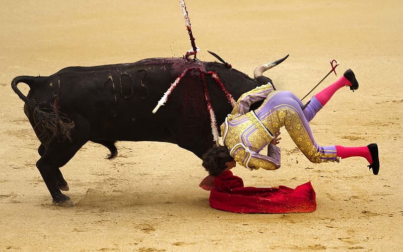Sports, Bullfighting, HD wallpaper