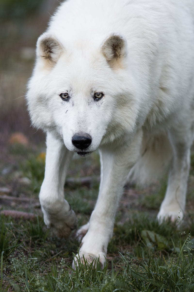 wolf, white, predator, HD phone wallpaper