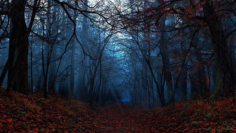 Fog Covered Trees Forest Dry Leaves On Ground Nature, HD wallpaper