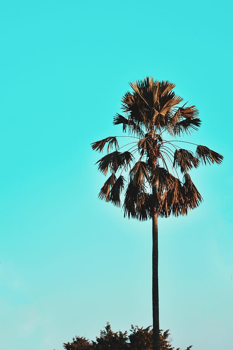 palm, tree, sky, tropics, blue, HD phone wallpaper
