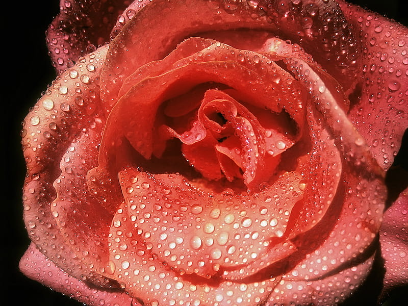 Best Flower . jpg, dewdrops, waterbeads, rose, pink, HD wallpaper