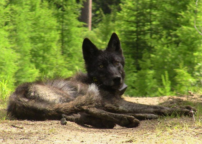 timber wolf german shepherd puppies