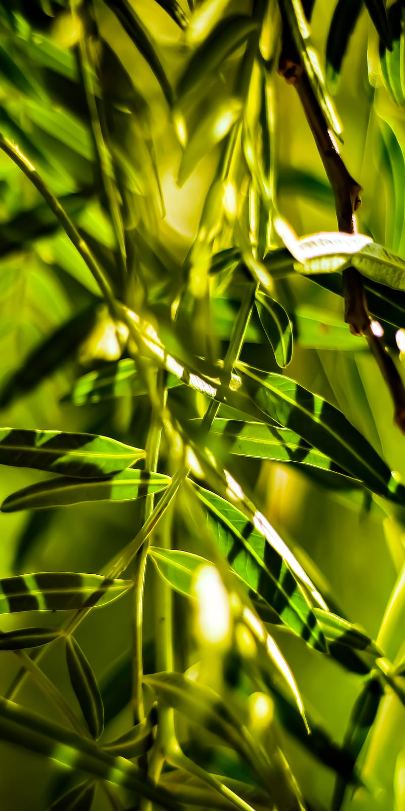 Olive leaves, gras, green, irbid, jordan, just university, leaf, nature,  noon, HD phone wallpaper | Peakpx