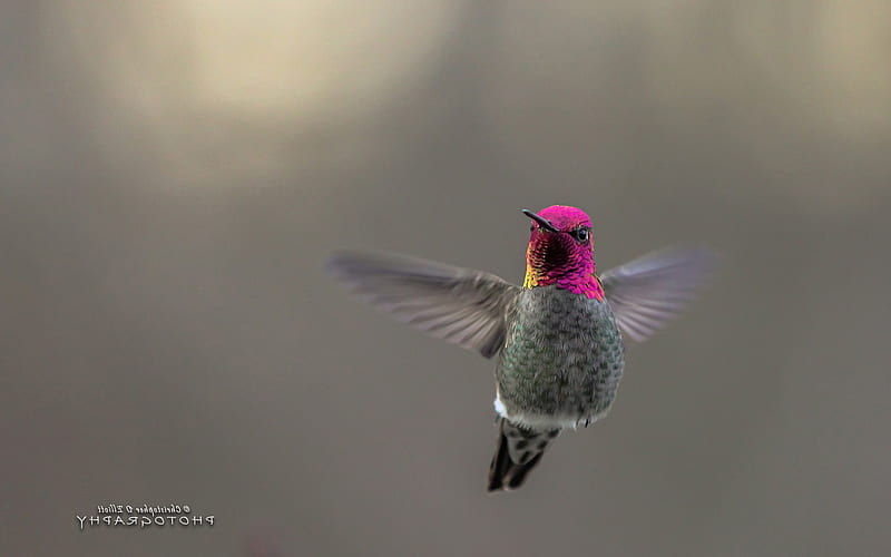 Hummingbird , hummingbird, birds, flying, HD wallpaper