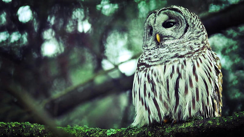 owl-animal graphy, HD wallpaper