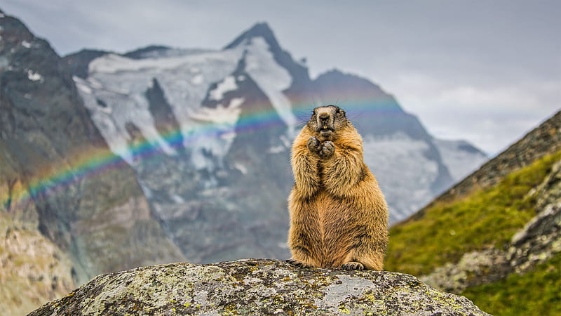 Rodent Marmot Is Standing On Rock In Mountain Rainbow Background Marmot, HD wallpaper