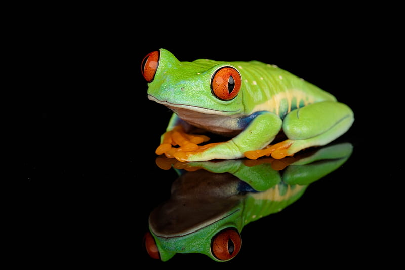 Frog, orange, green, broasca, black, amphibian, HD wallpaper