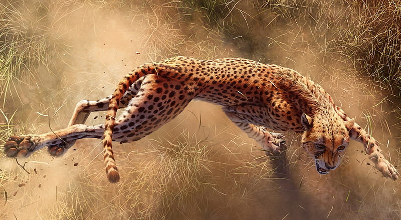 Wild Cheetah Animal Ultra, Animals, Wild, Running, Cheetah, Animal, HD wallpaper