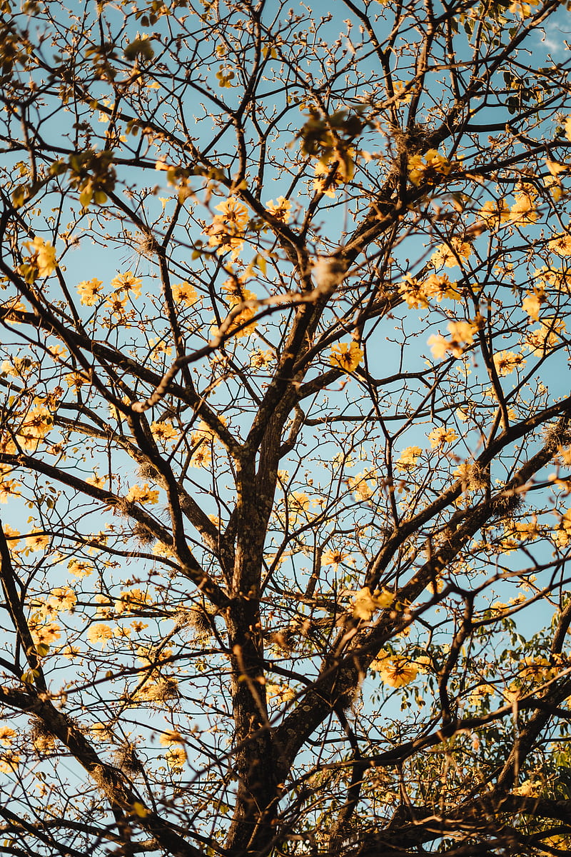 tree, branches, flowers, flowering, HD phone wallpaper