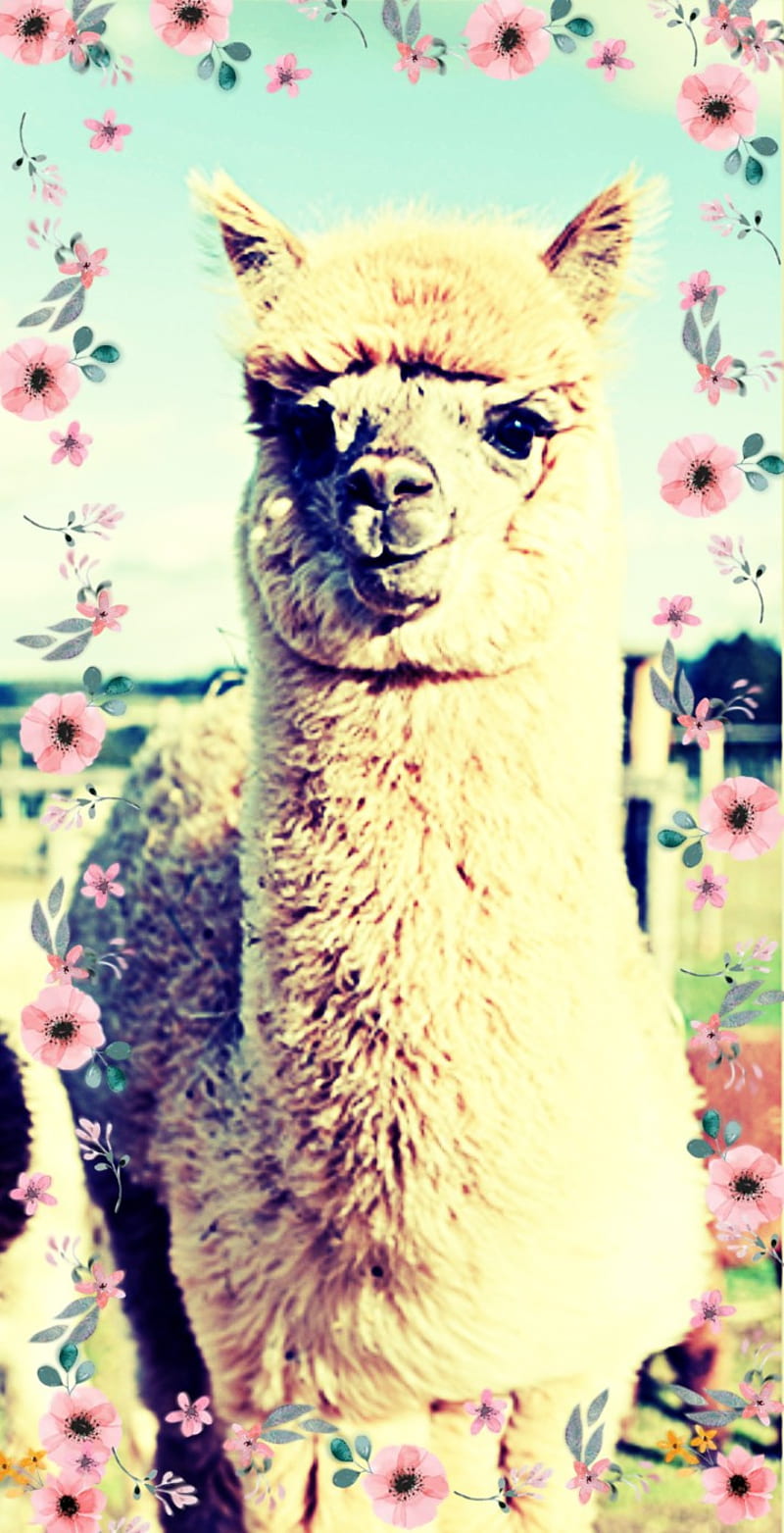 Alpaca, adorable, animals, cute, llama, lovely, vintage, HD phone wallpaper