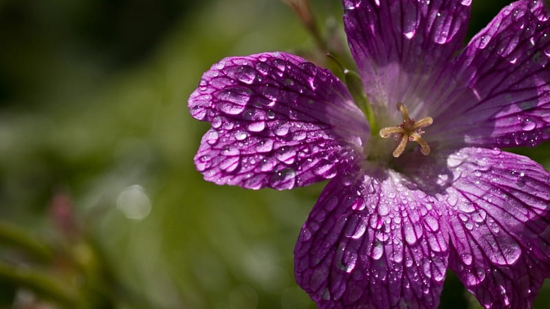 Petunia, flower, petals, drops, purple, HD wallpaper