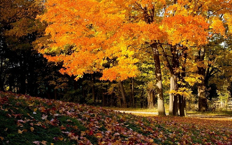 Fall Season in Park, fall leaves, nature, park, trees, HD wallpaper | Peakpx