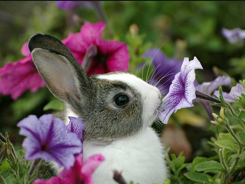 Baby bunny, hares, rabbits, animals, HD wallpaper