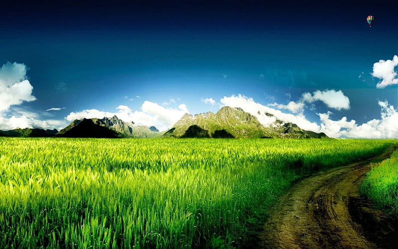 Green Field, nature, sky, grass, field, HD wallpaper