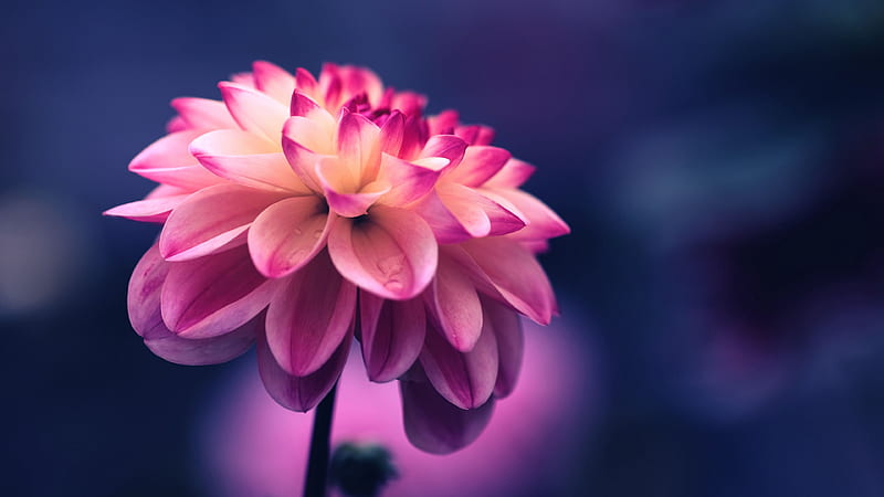 Closeup View Of Pink Petals Flower In Blur Blue Background Flowers, HD wallpaper