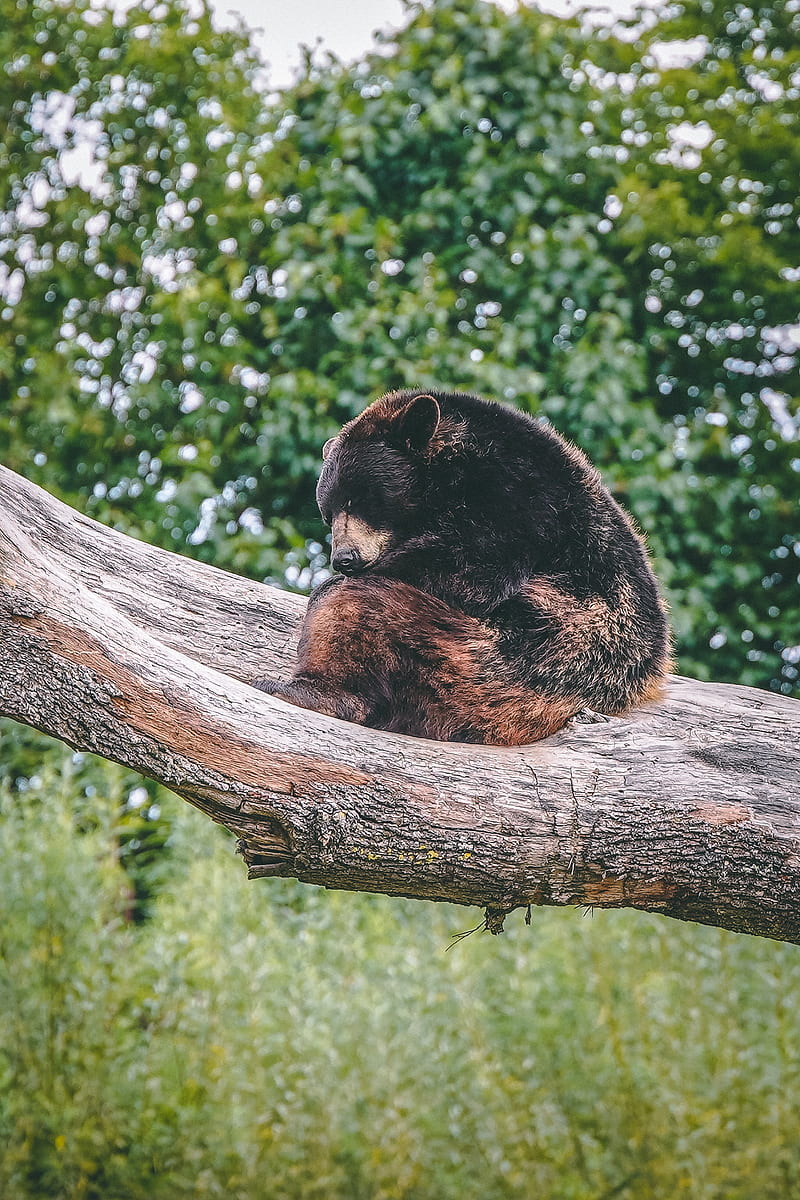 brown bear, bear, predator, sleep, HD phone wallpaper
