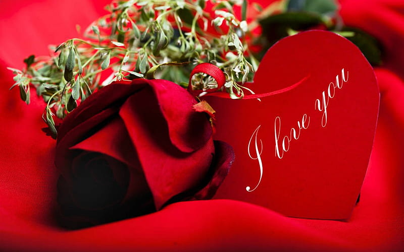 I Love You, Valentine, red, flowers, love, HD wallpaper | Peakpx