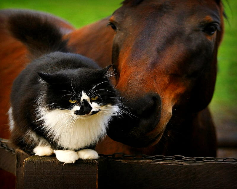 PRECIOUS MOMENT, chain, kitty, cat, horse, chestnut horse, plank, sitting, black and white cat, sniffing, nuzzling, friendly, HD wallpaper