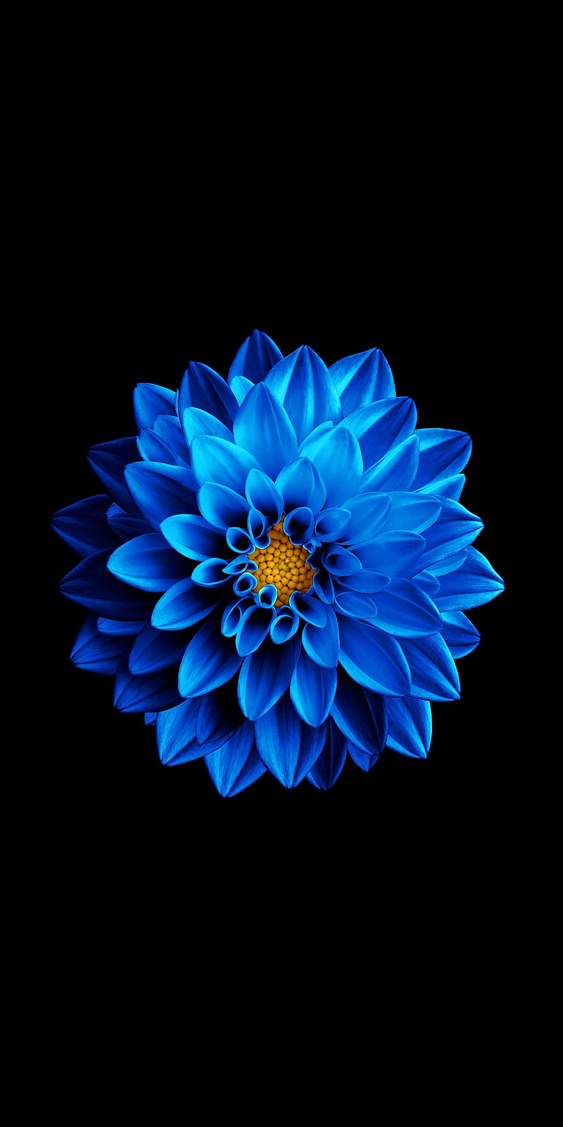 Samsung Super Amoled, Super Amoled, Super Amoled Dark, electric blue,  Flower, HD phone wallpaper | Peakpx