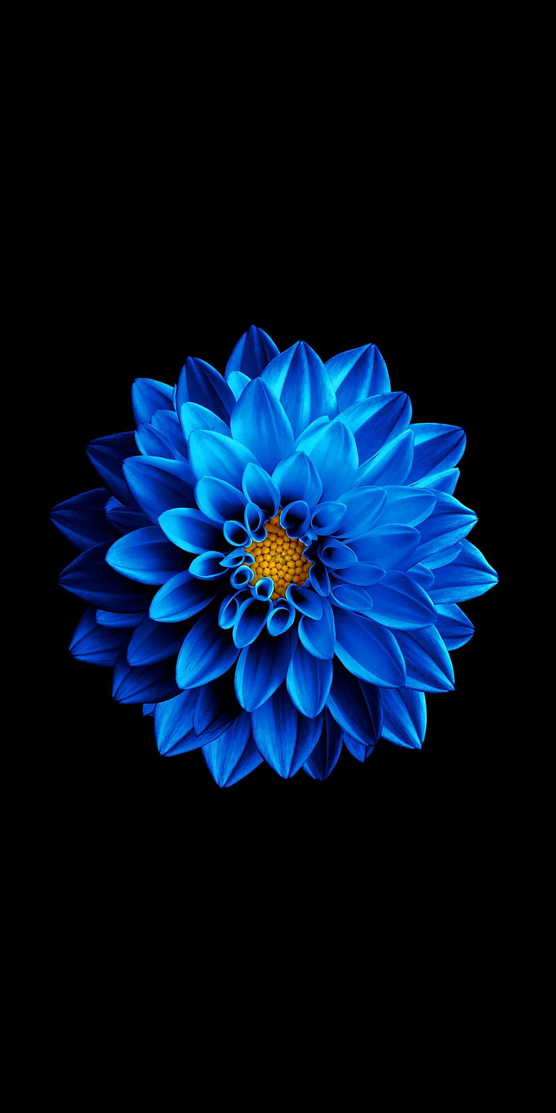 Download Blue Flower 8k Ultra Hd Amoled Wallpaper